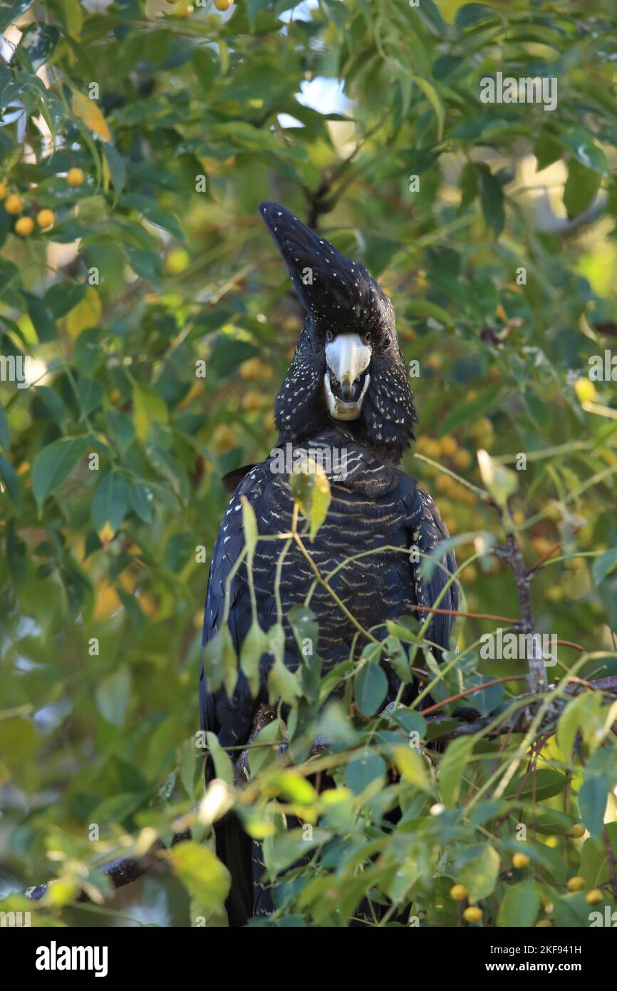 Redtailed black Cockatoo Stock Photo Alamy
