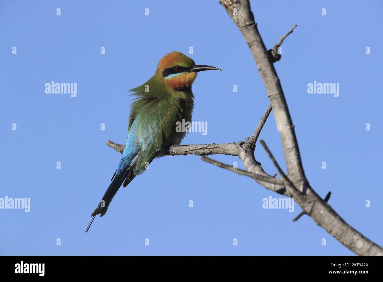 Rainbow bee-eater sitting on branch Stock Photo