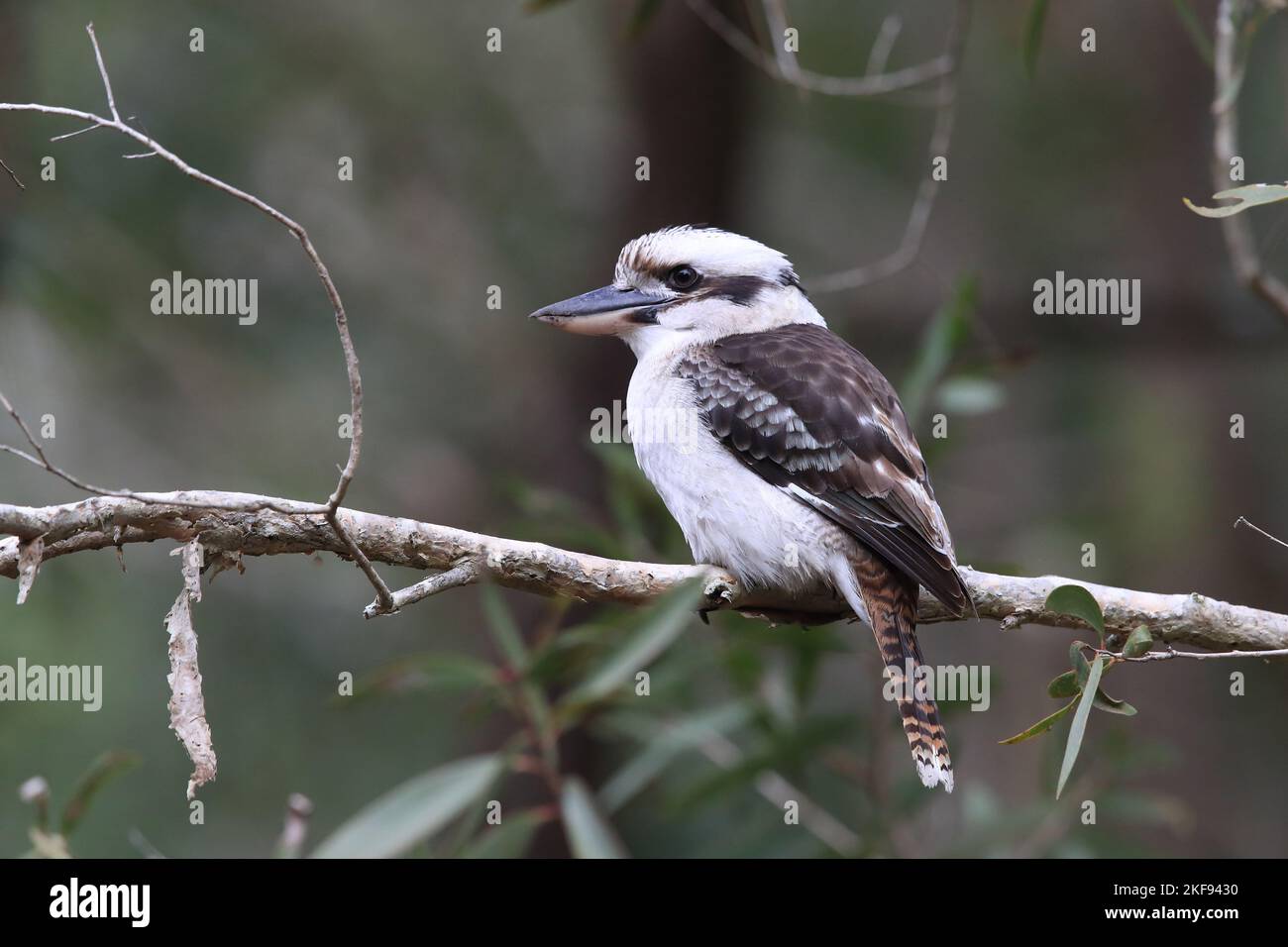 Print Small Laughing Kookaburra 21x21cm - Eggpicnic main image 1
