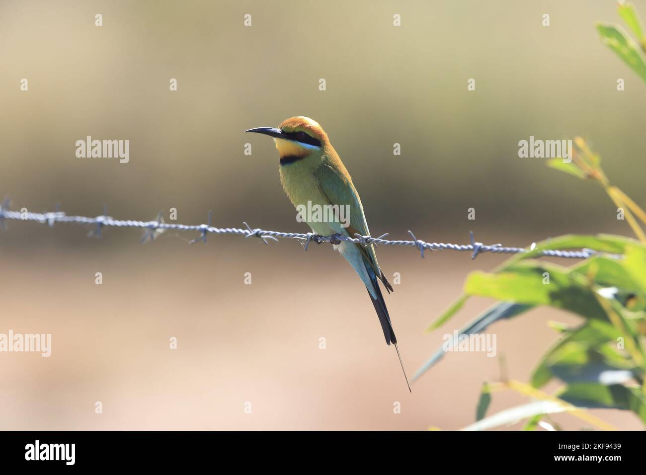 Rainbow bee-eater sitting on barbed wire fence Stock Photo