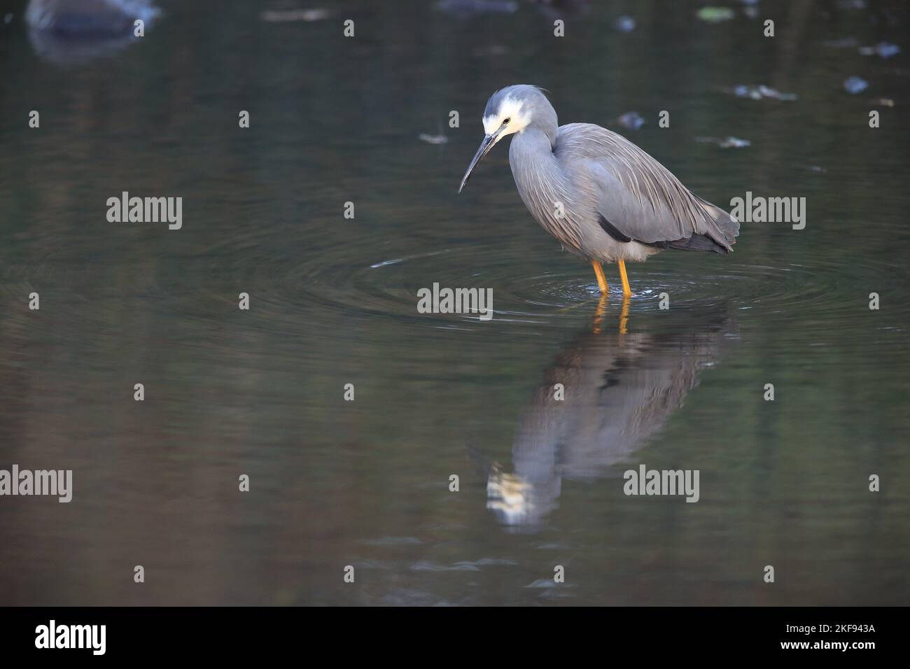 standing White-faced Egret Stock Photo