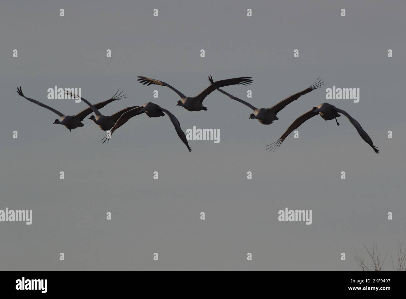 flying Sandhill Cranes Stock Photo Alamy