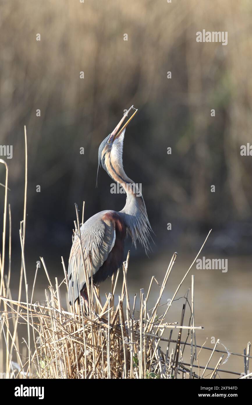 standing Purple Heron Stock Photo - Alamy