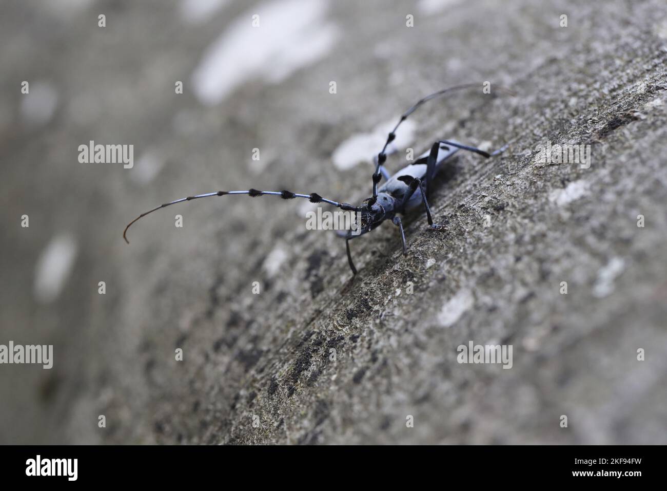 Alpine longhorn Beetle Stock Photo