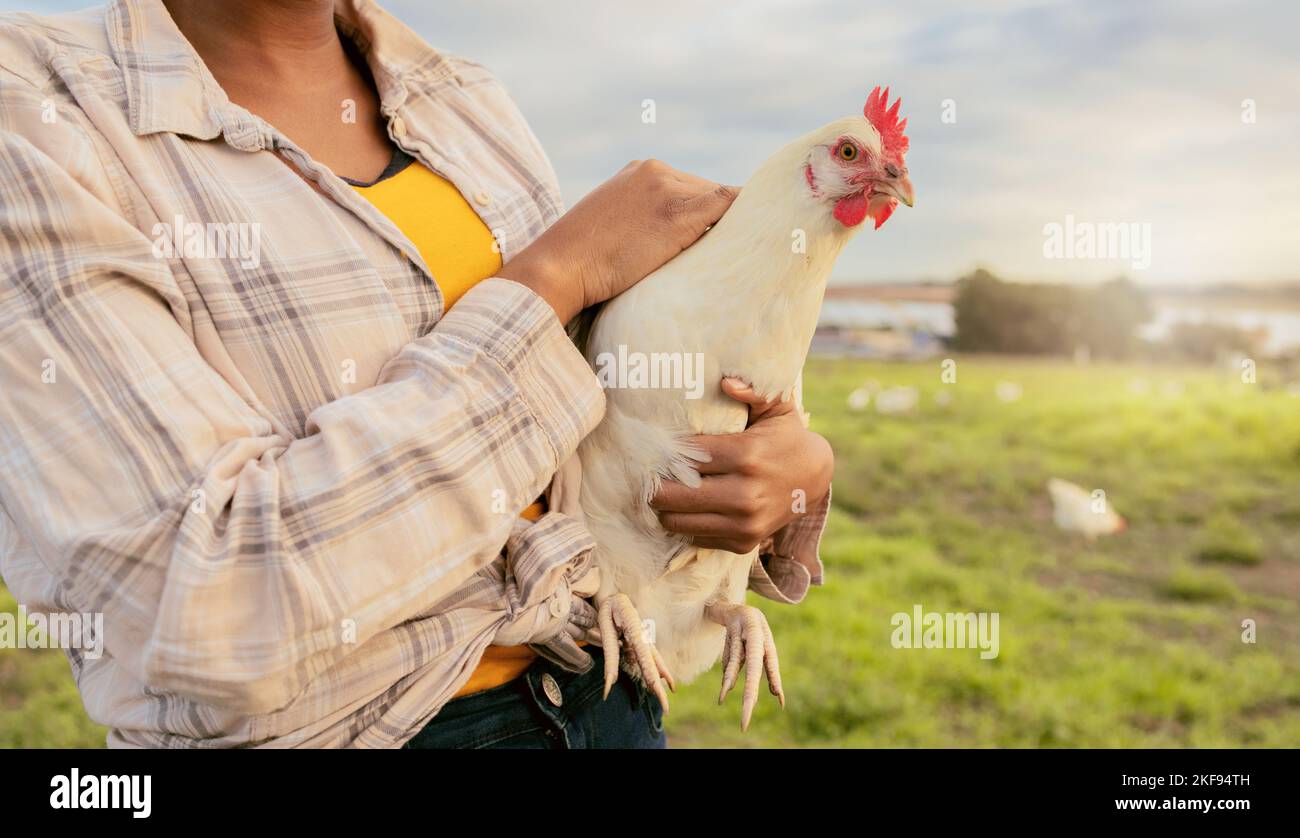 Woman, chicken farmer and countryside farm of sustainable food, organic livestock farming and healthy poultry sustainability. Egg harvesting, free Stock Photo