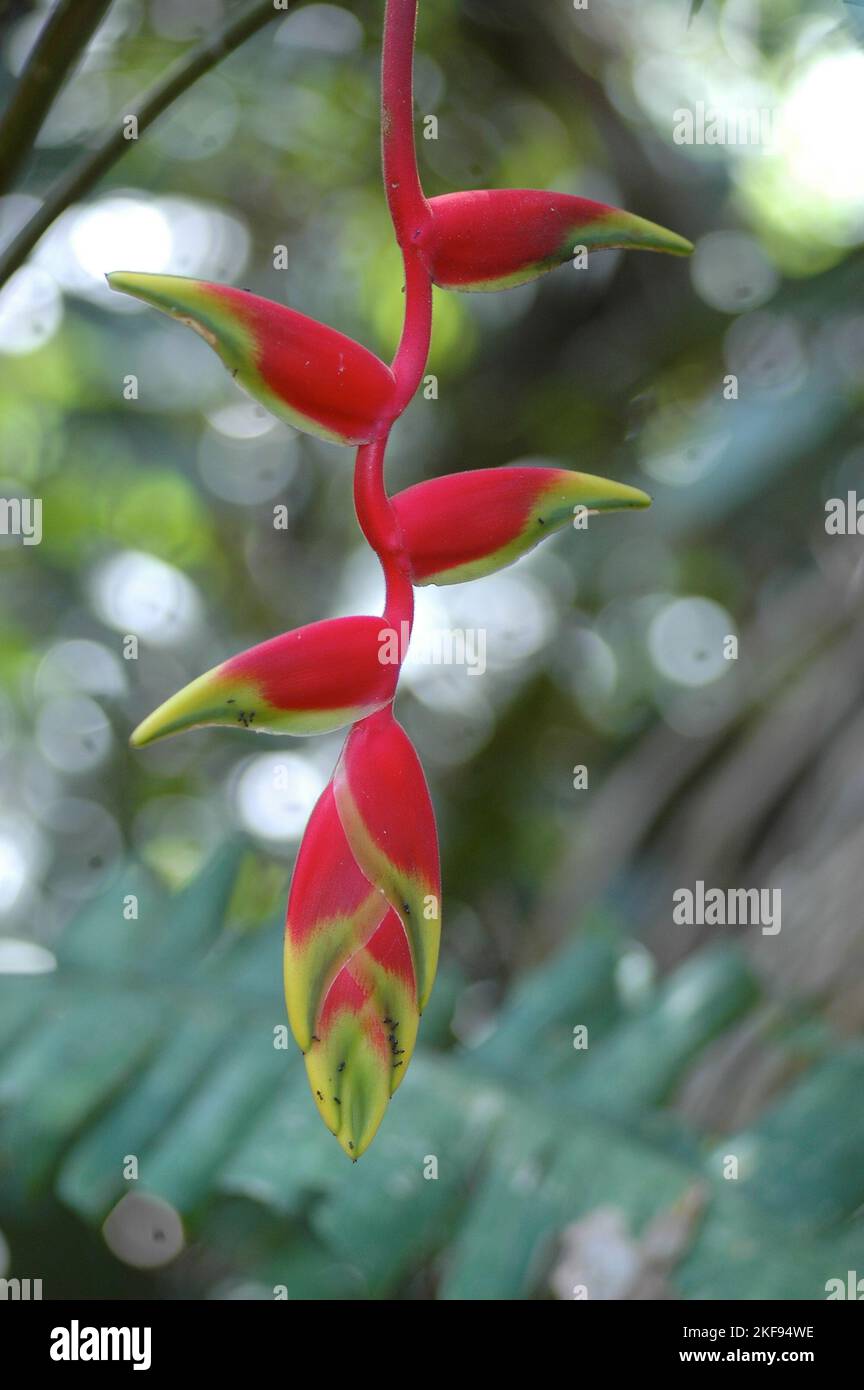 beautiful red Heliconia flower, tropical flower makro Stock Photo - Alamy