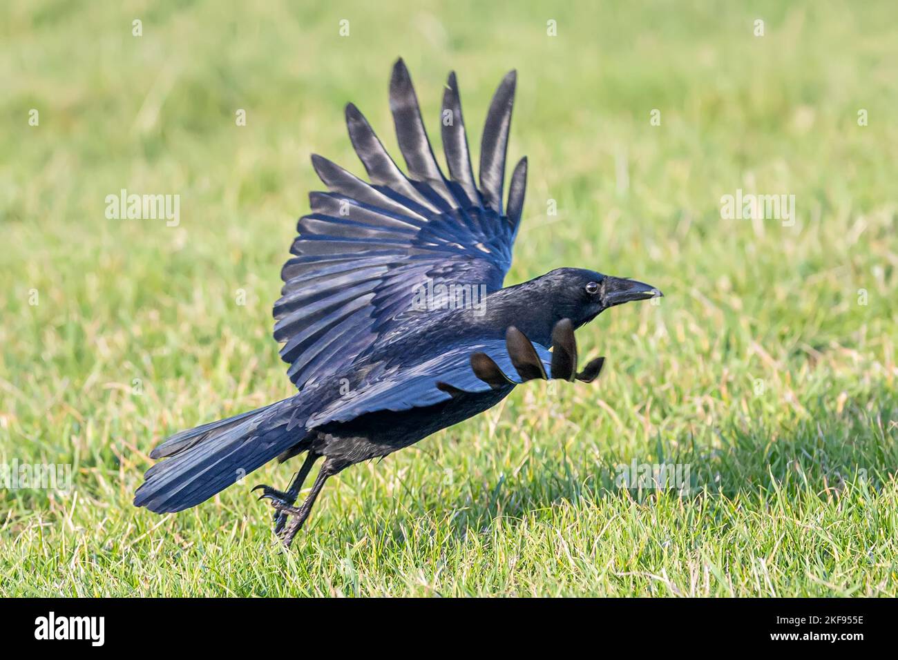 Carrion crow uk flapping hi-res stock photography and images - Alamy