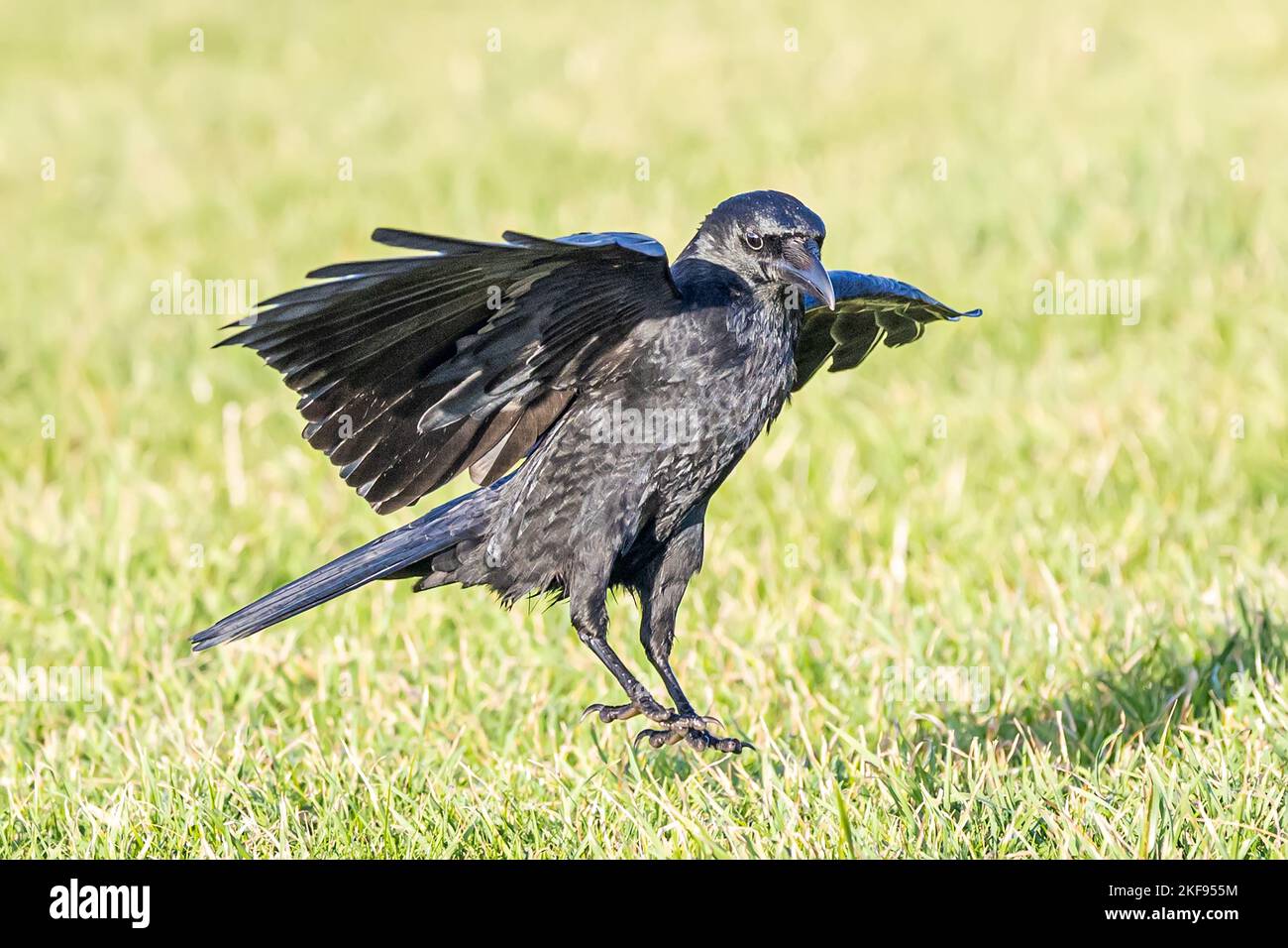 Carrion crow uk flapping hi-res stock photography and images - Alamy