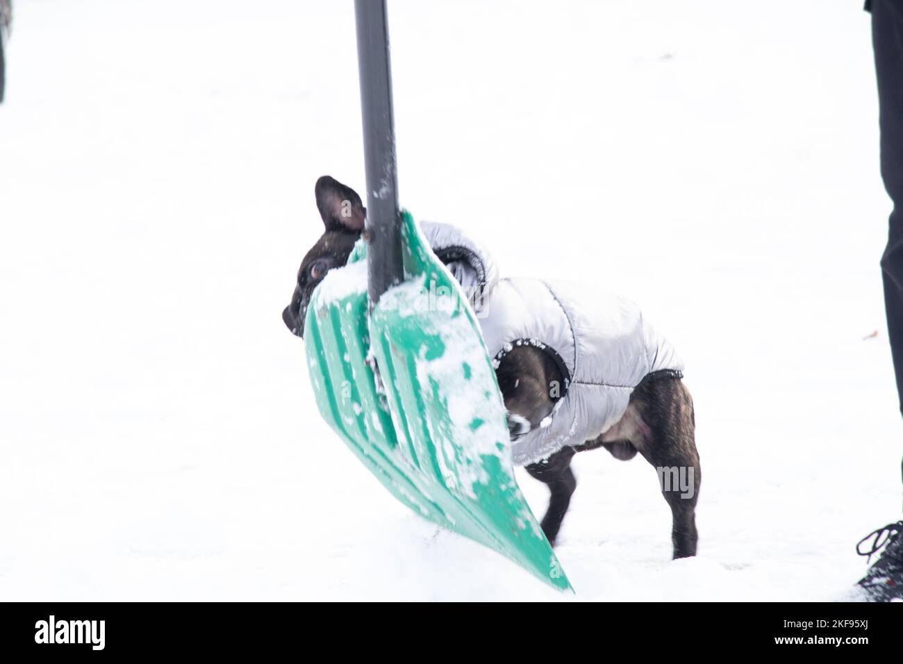 french bulldog in winter in a jacket on the snow for walks, the dog in