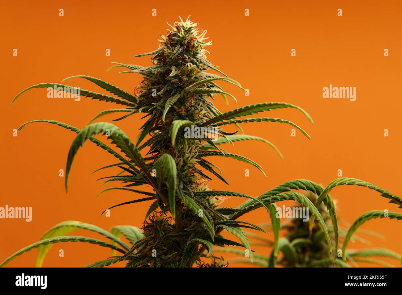 https://c8.alamy.com/comp/2KF965F/marijuana-plants-long-banner-beautiful-tropical-cannabis-background-new-look-on-agricultural-strain-of-hemp-vibrant-exotic-cannabis-with-leaves-and-2KF965F.jpg