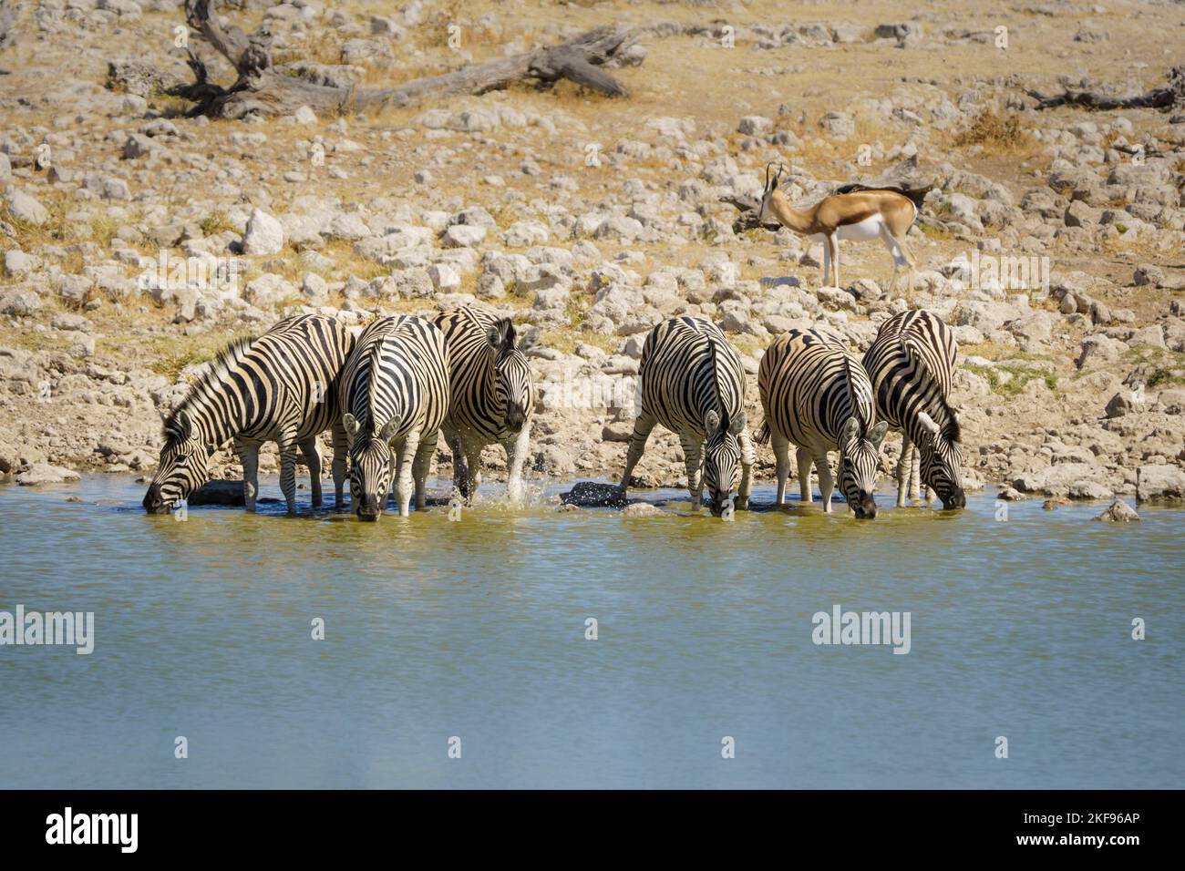 Zebras (Equus quagga burchellii) 6 animals are drinking at a waterhole. Etosha National Park, Namibia, Africa Stock Photo