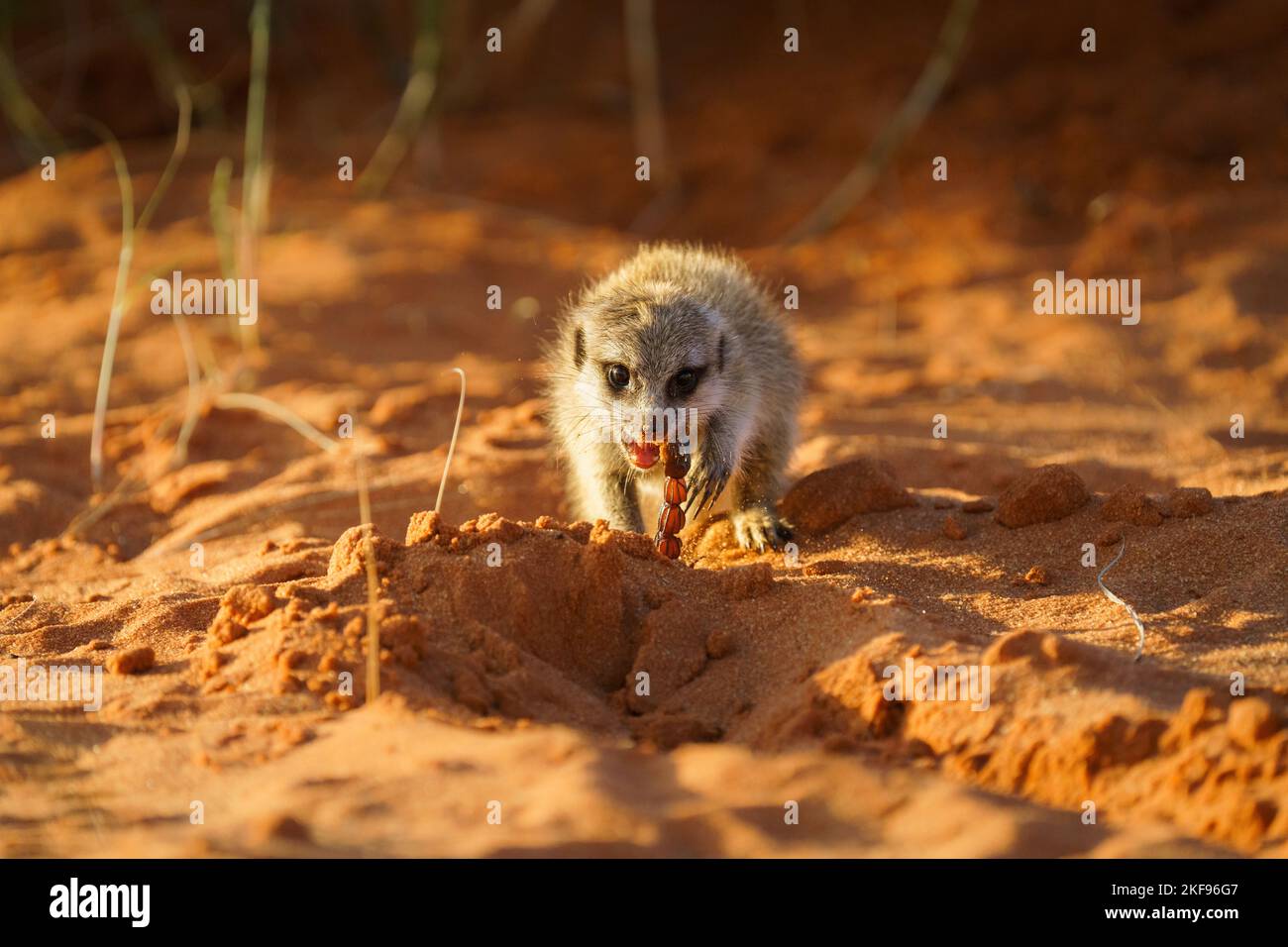 Meerkat baby (Suricata suricatta) eating a scorpion. Kalahari, South Africa Stock Photo