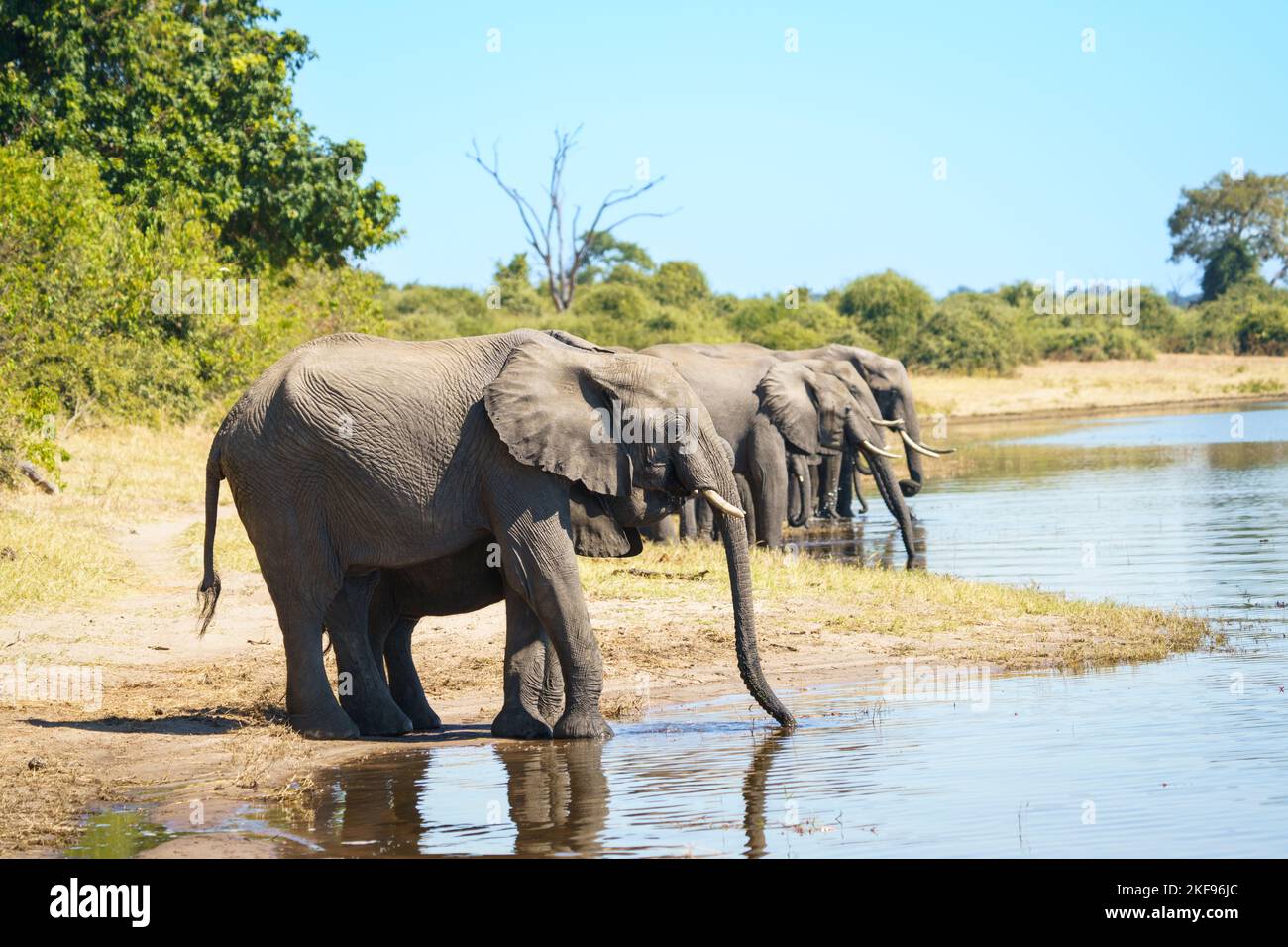 Elephant herd (Loxodonta africana) drinking at the edge of the Chobe River. Chobe National Park, Botswana Stock Photo