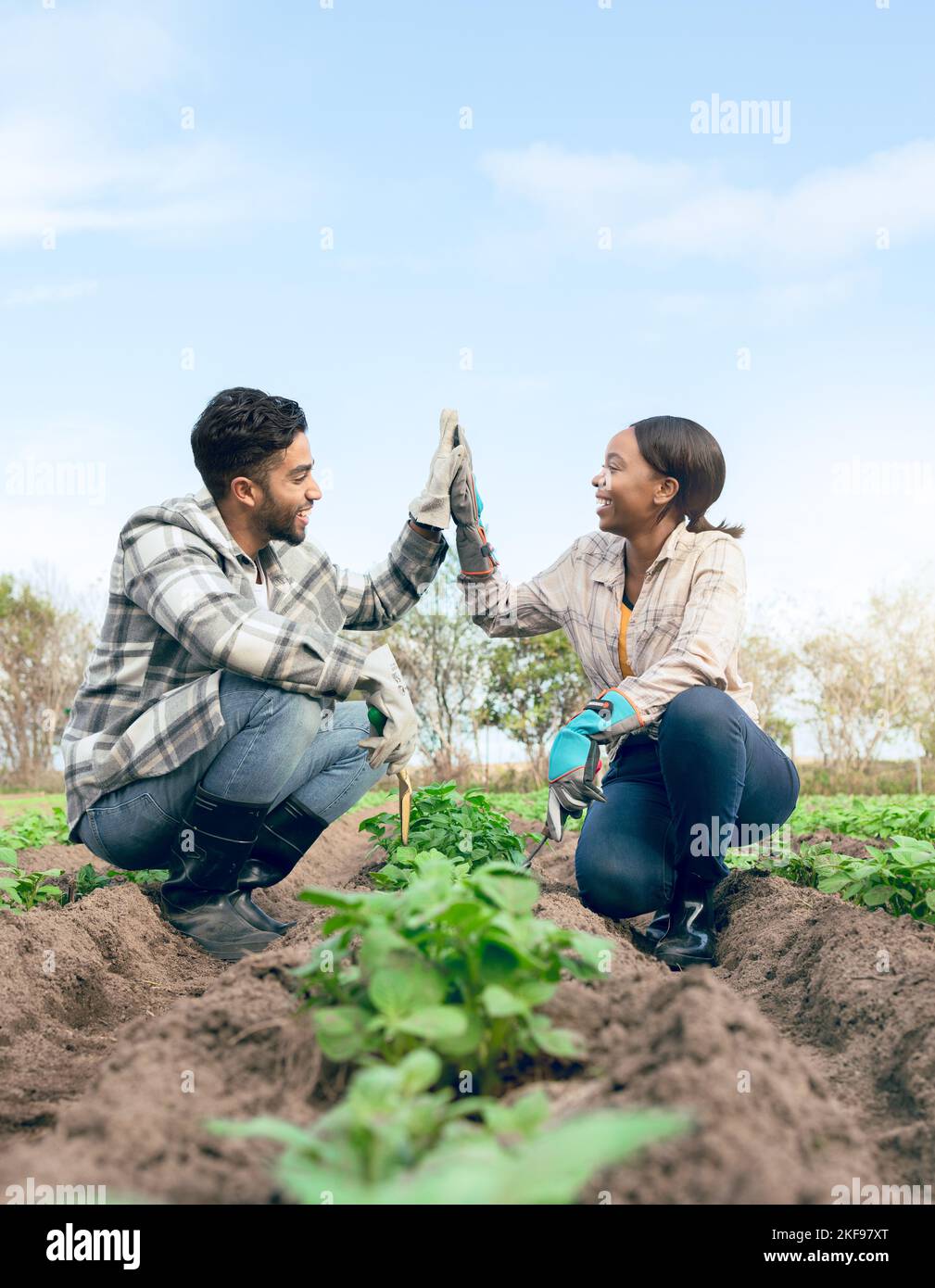 Farming, agriculture and farmer high five after planting crops, seeds ...