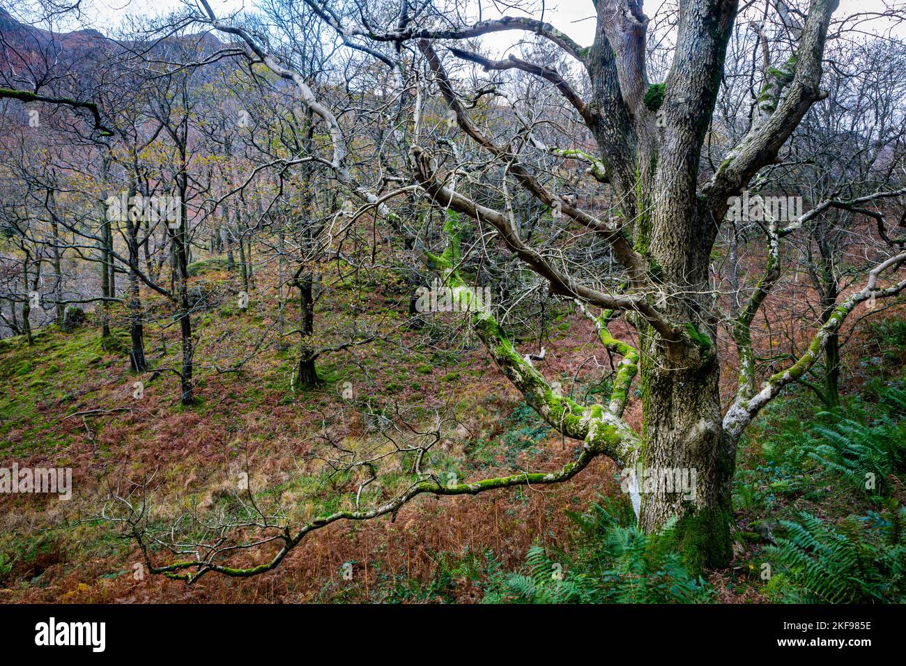 Autumnal Woodland in Borrowdale, Lake District, Cumbria. Stock Photo