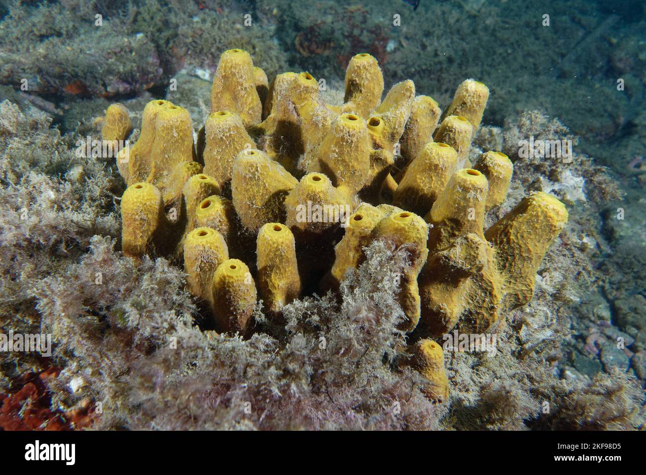 Golden sponge (Aplysina aerophoba Stock Photo Alamy