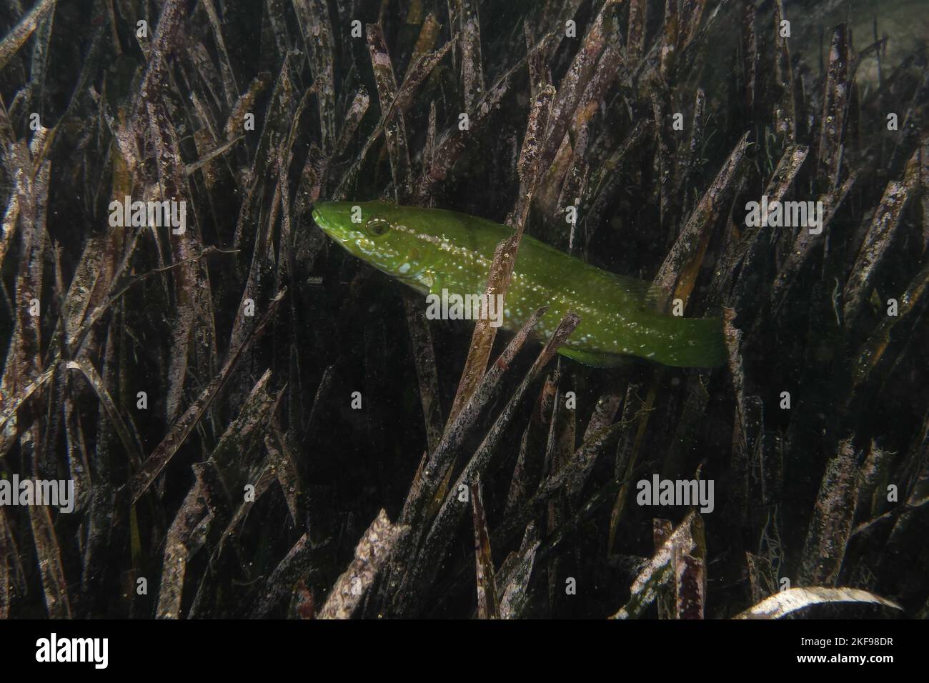 Juvenile Green wrasse (Labrus viridis) in Mediterranean Sea Stock Photo