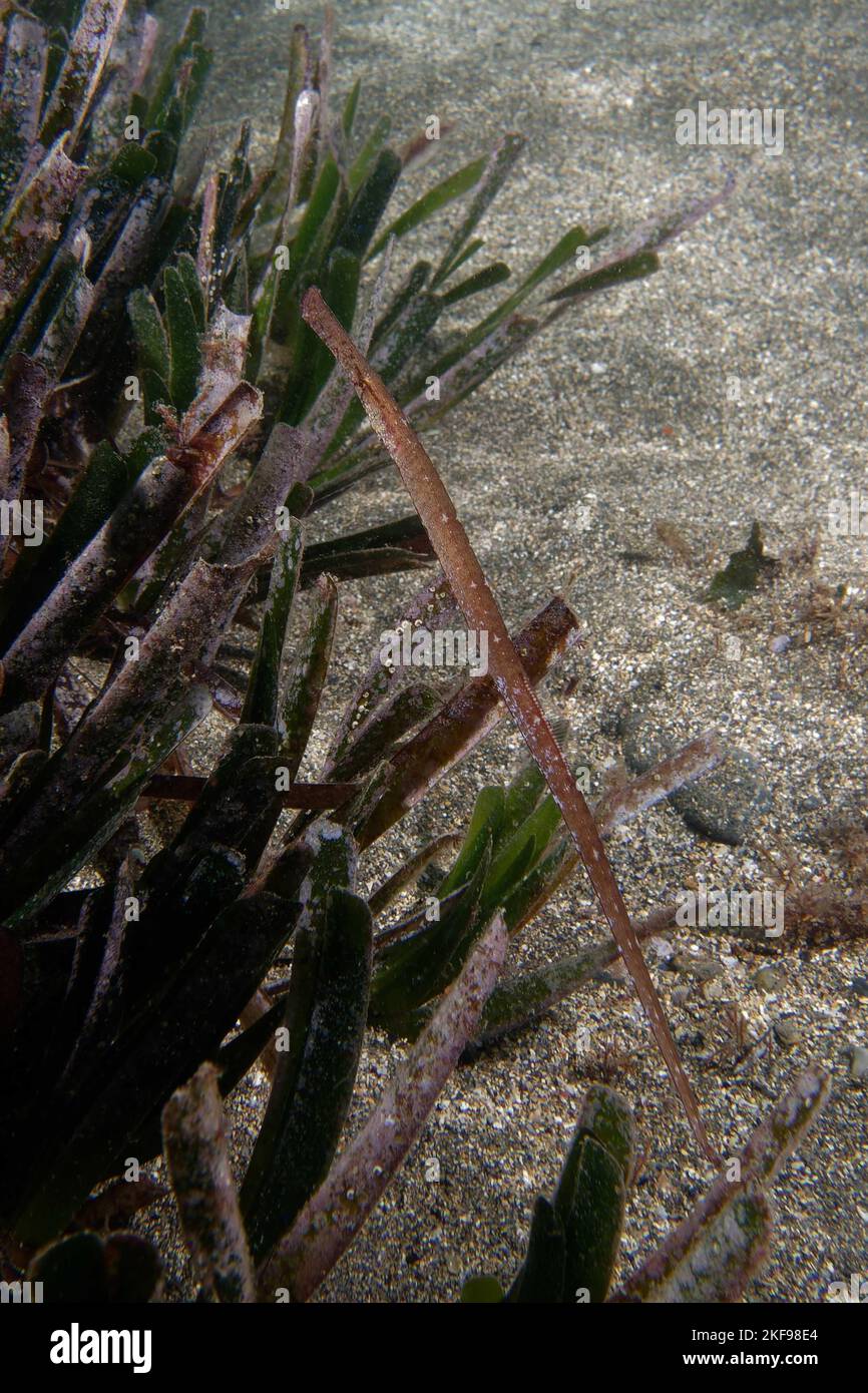 Syngnathus typhle rondeleti (Broadnosed pipefish or Deepnosed pipefish) Stock Photo