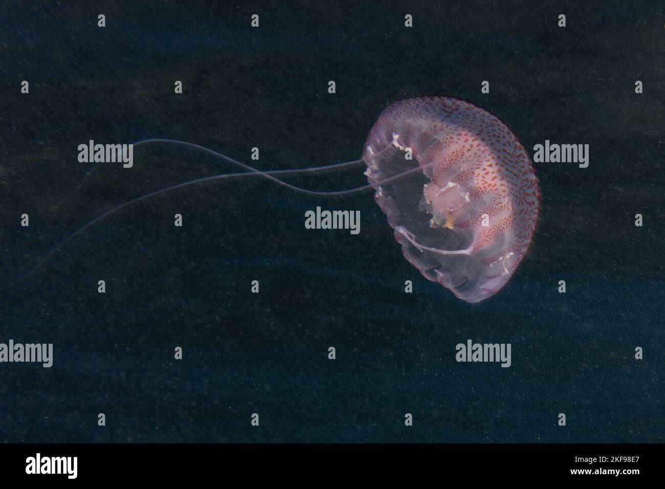 Luminescent jellyfish, Pink jellyfish, Mauve stinger, Purplestriped jelly or Purple jellyfish (Pelagia noctiluca) Stock Photo