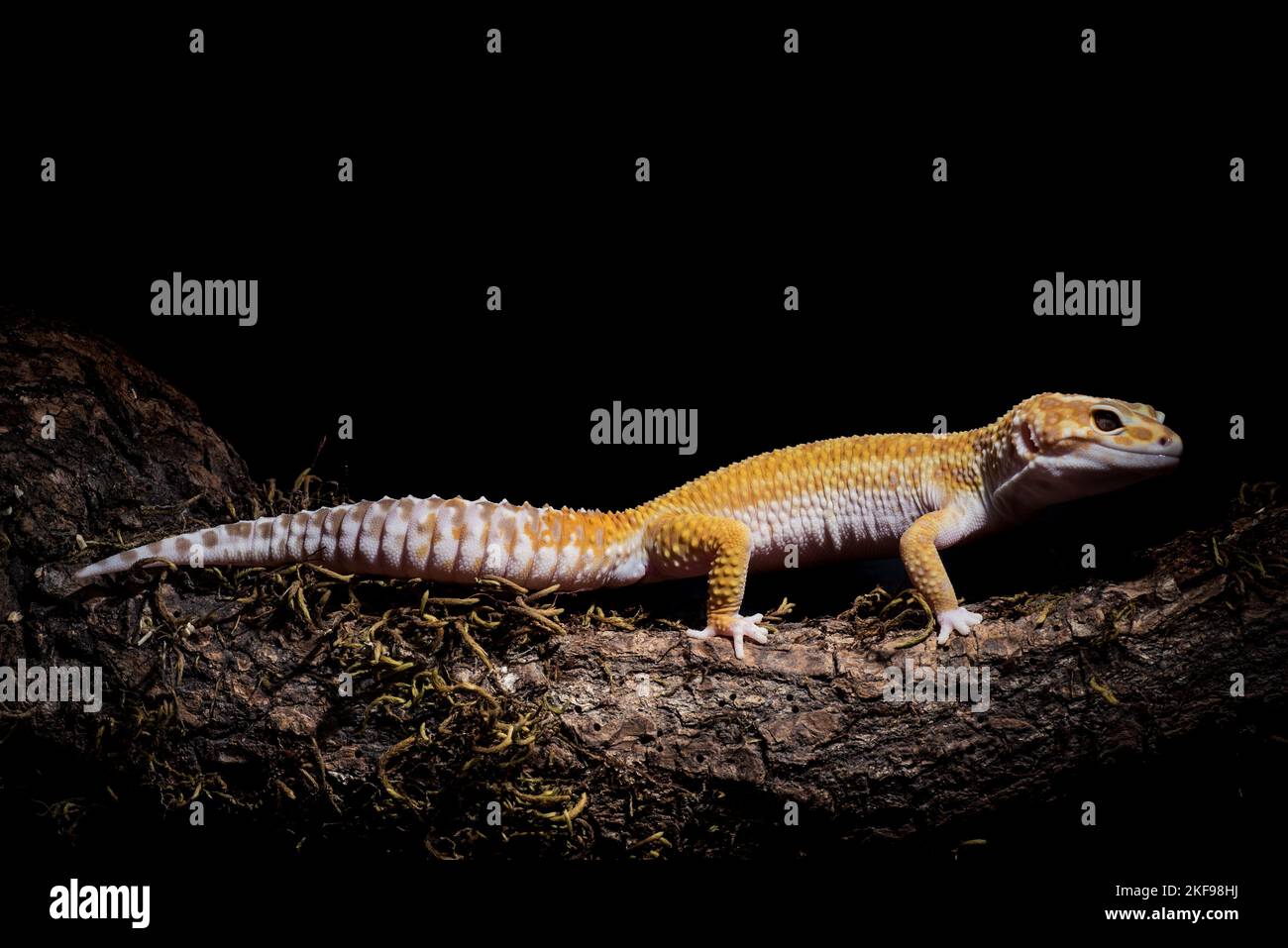 Tree snake gecko hi-res stock photography and images - Alamy