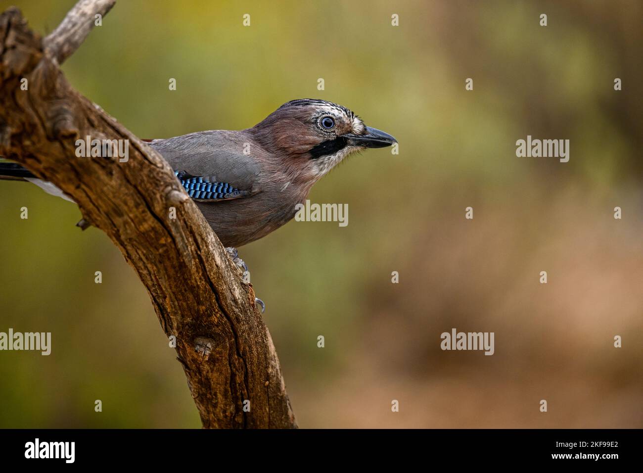 Common Jay or Garrulus glandarius, perched on a branch Stock Photo