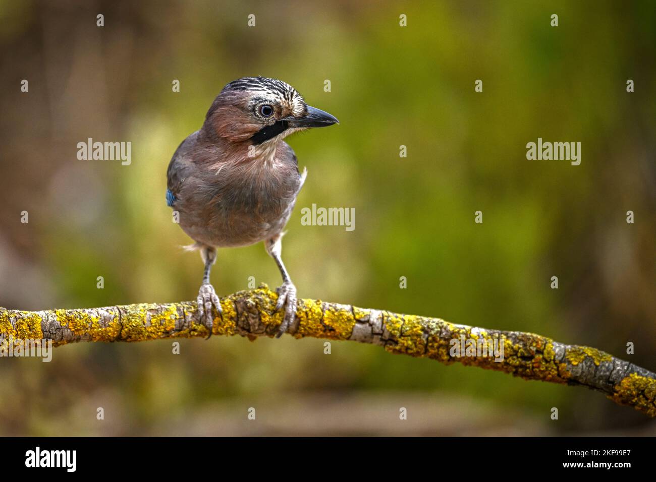 Common Jay or Garrulus glandarius, perched on a branch Stock Photo