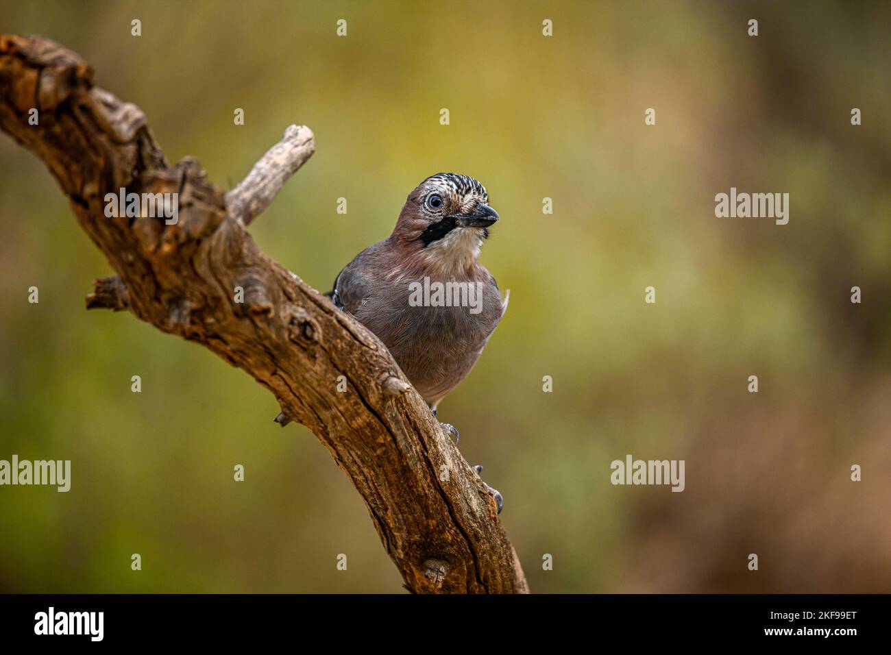 Common Jay or Garrulus glandarius, perched on a branch Stock Photo