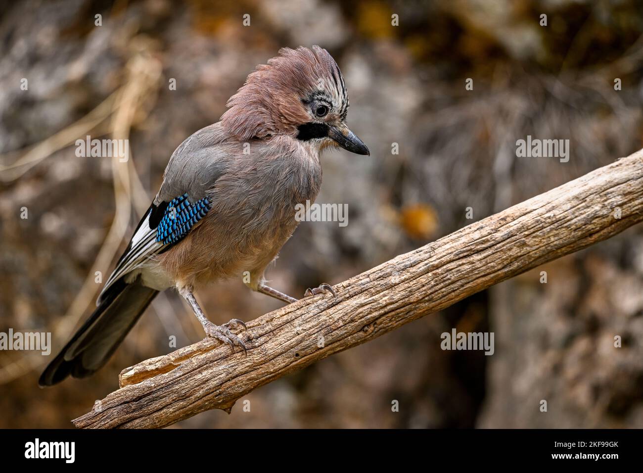 Common Jay or Garrulus glandarius, perched on a branch Stock Photo
