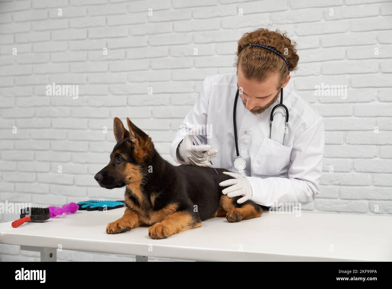 Portrait of fair haired veterinarian and brown and black patient. Animal doctor firmly holding dog hip and finding place for injection. Visit to the veterinary coming to end successfully.  Stock Photo