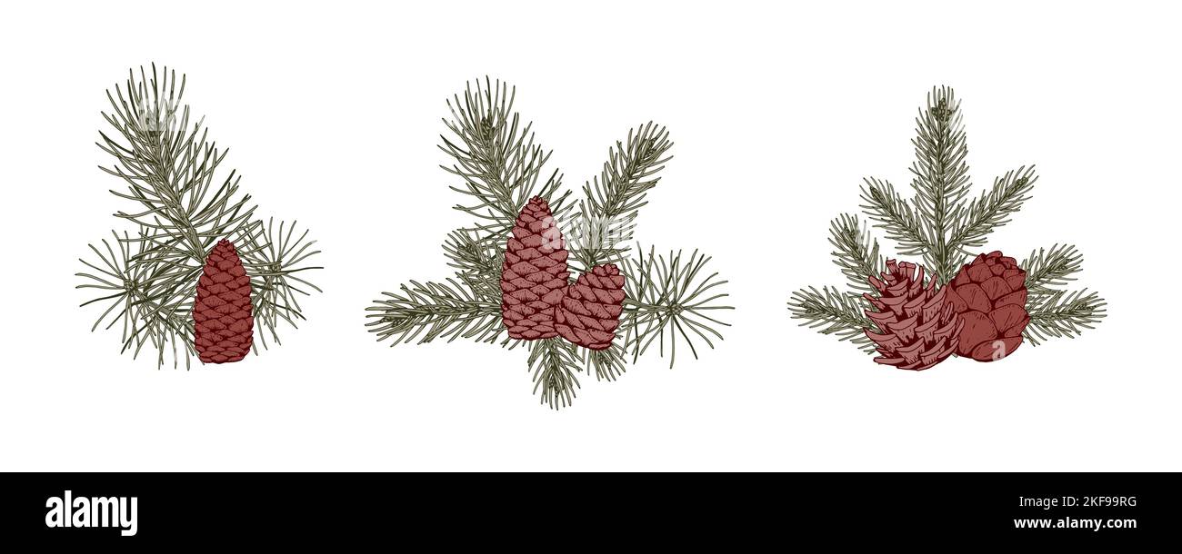 Set of Christmas botany compositions with pine tree branches and cones ...