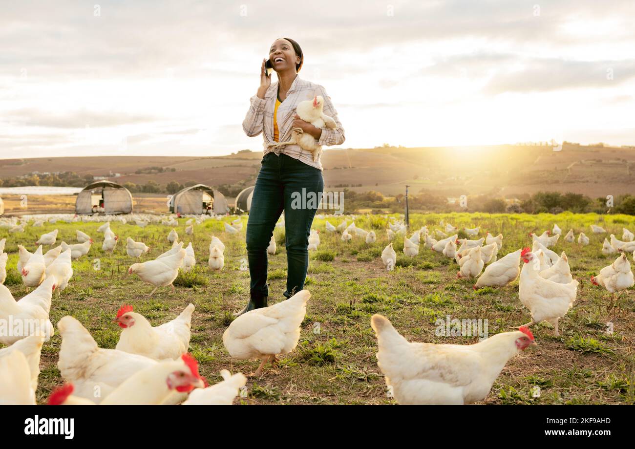 Black woman, chicken and phone call, farm and networking with contact, smile and happy communication outdoor. Farmer, happy and conversation on Stock Photo