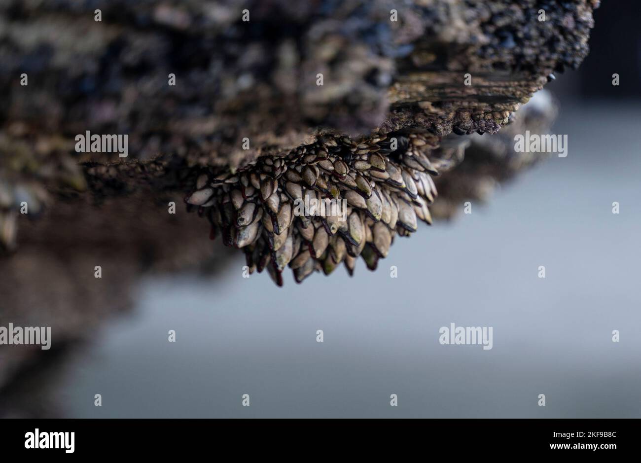 barnacles adhered to the rocks in the coast Stock Photo - Alamy