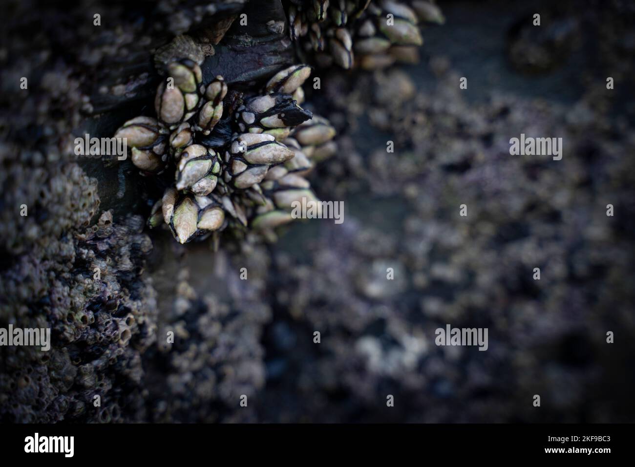 barnacles adhered to the rocks in the coast Stock Photo