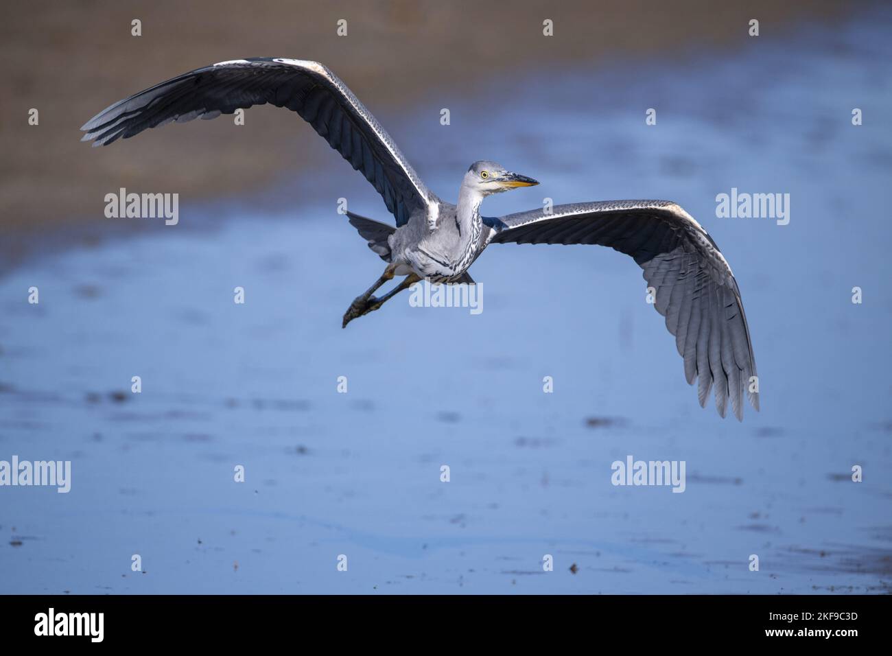 flying Grey Heron Stock Photo