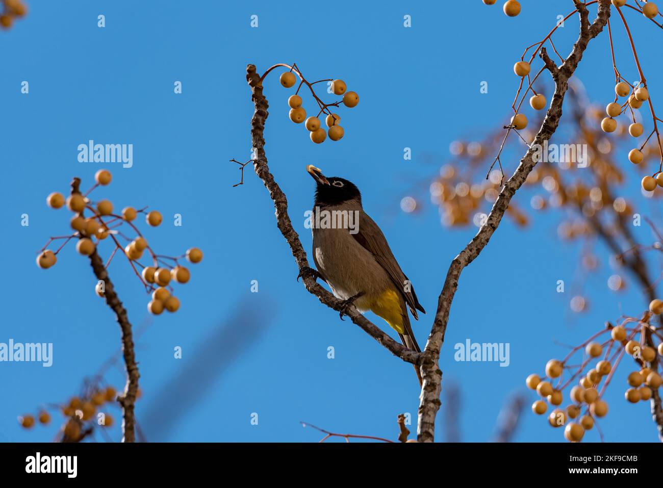 This dark-capped bulbul is easily identified by its bright yellow rump. Israel, Jerusalem. Stock Photo