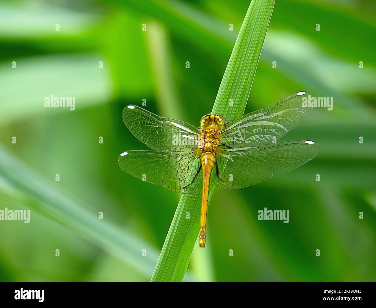 A shallow focus shot of common darter dragonfly settled with outspread wings on a green plant leaf Stock Photo