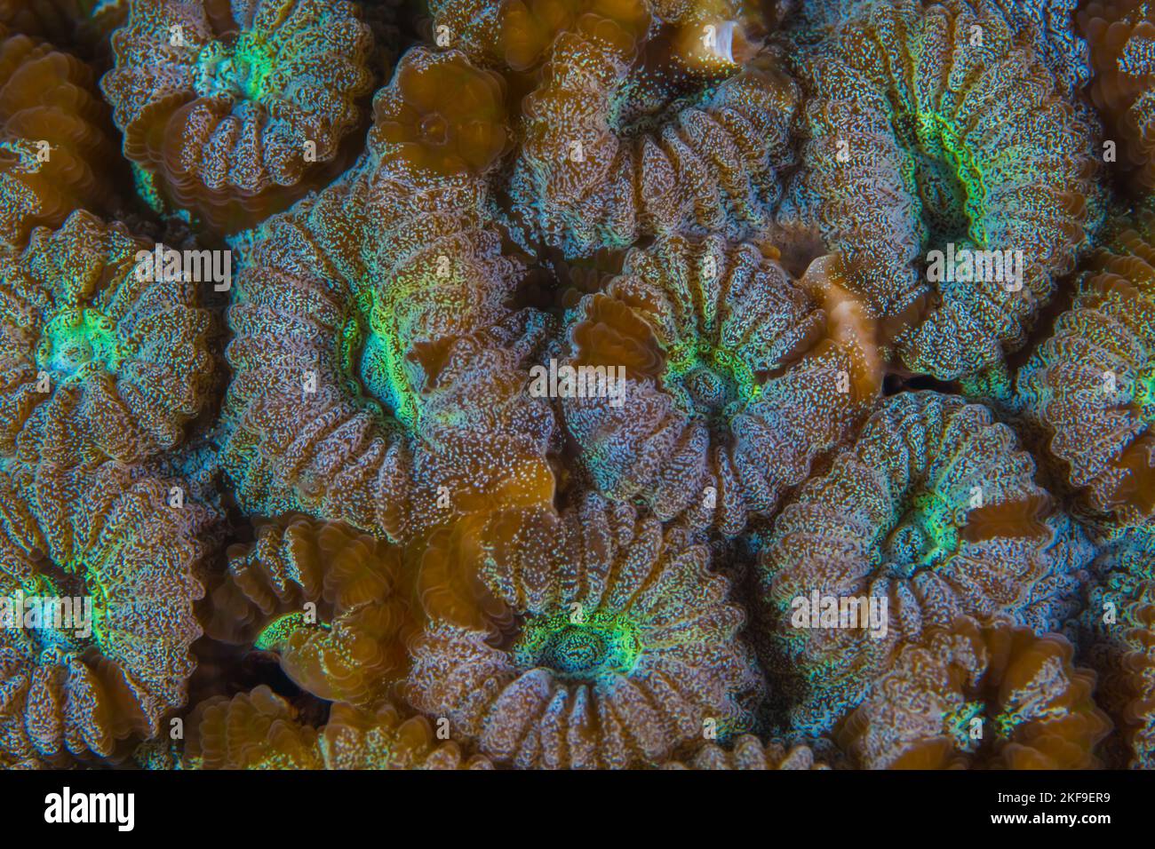 Close up detailed colorful view of healthy coral polyps Stock Photo