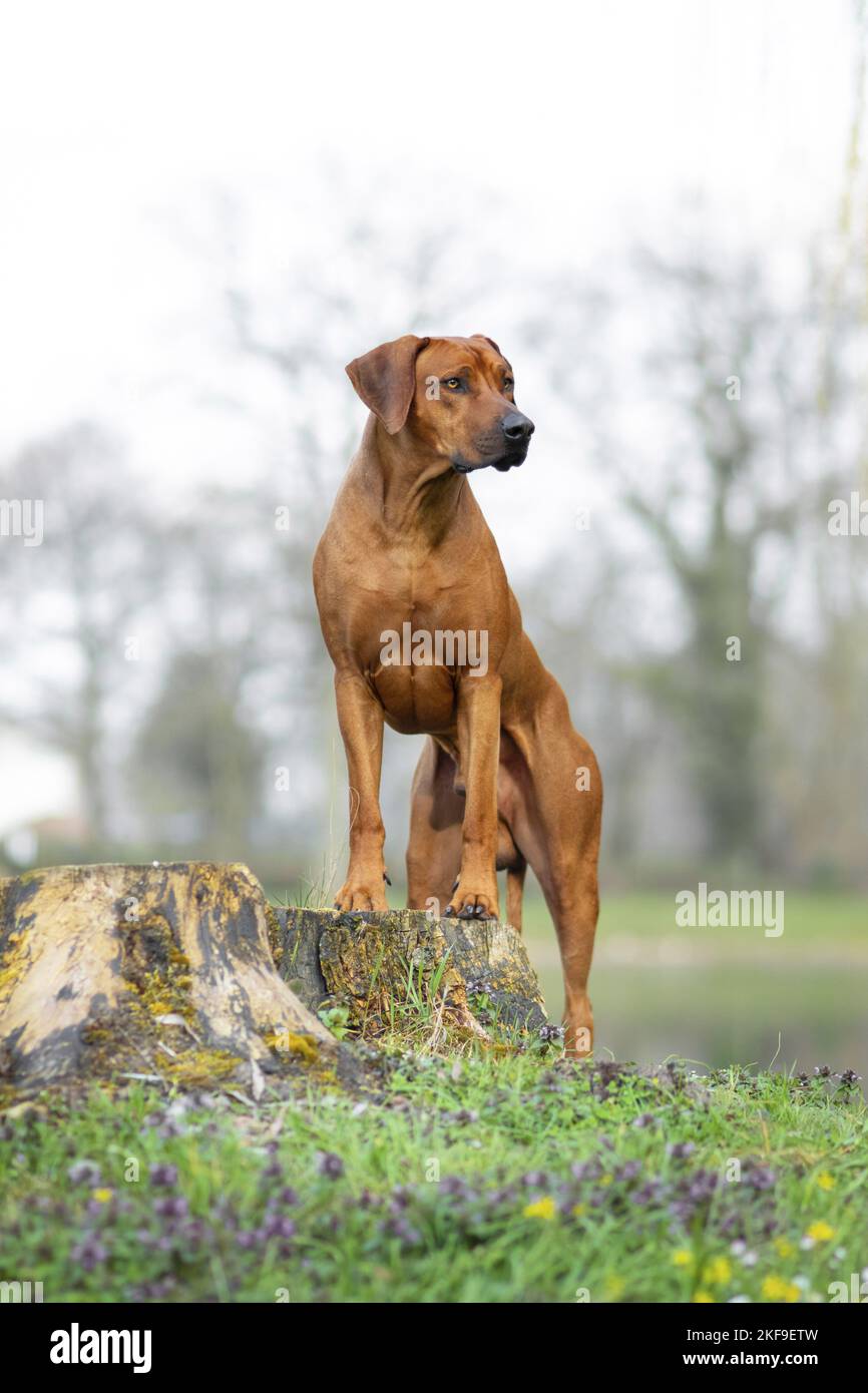 standing Rhodesian RIdgeback Stock Photo - Alamy