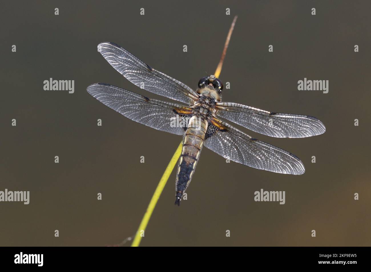 A shallow focus shot of four-spotted skimmer dragonfly on a plant stem ...