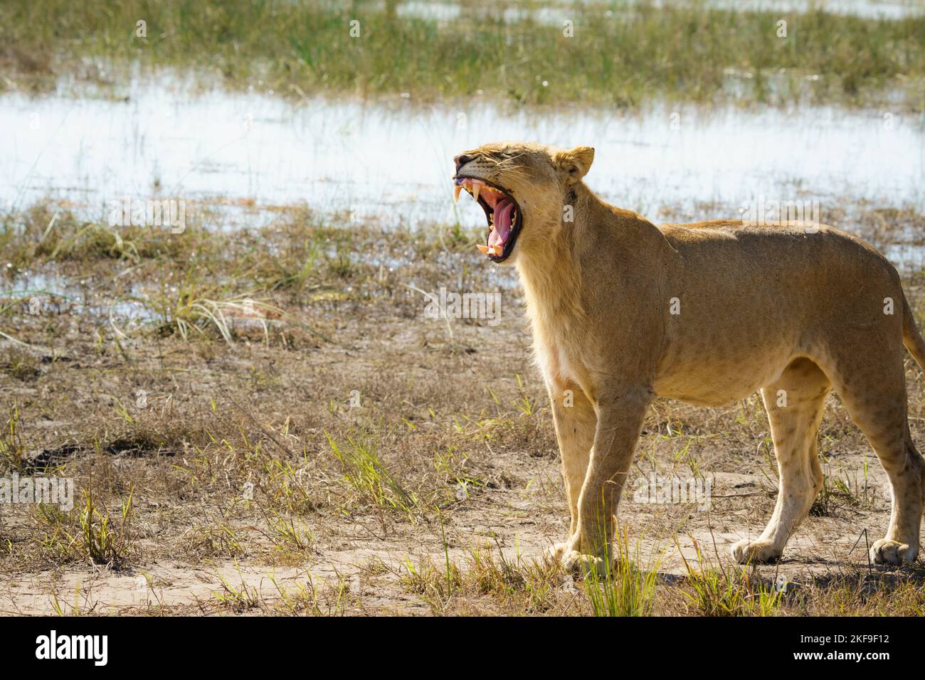 Lioness roar, Panthera leo, side view with mouth wide open. Chobe River's edge. Chobe National Park, Botswana, Africa Stock Photo