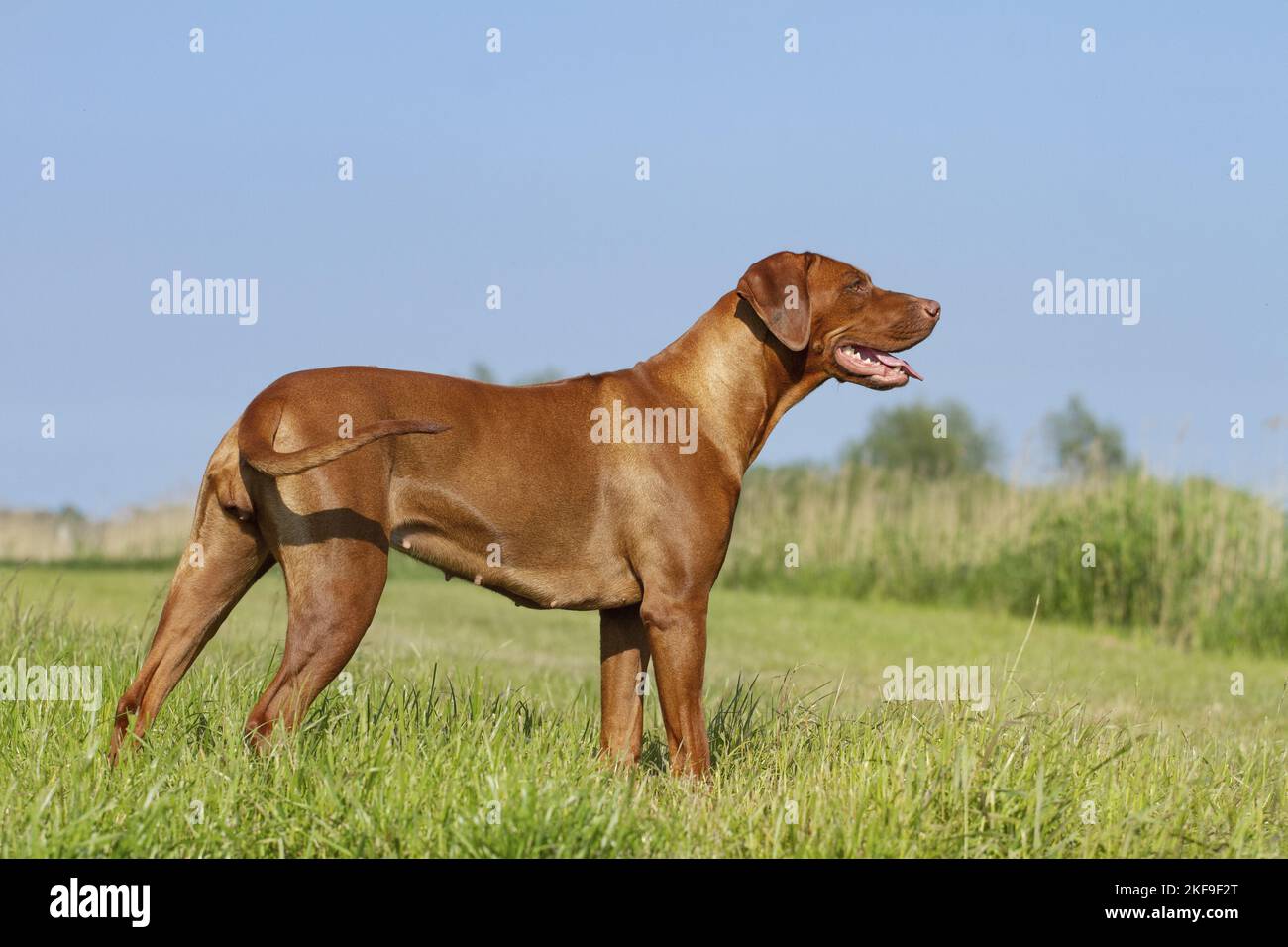 standing Rhodesian RIdgeback Stock Photo - Alamy