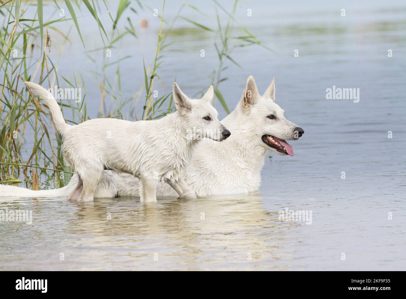 White Swiss Shepherd in the Water Stock Photo