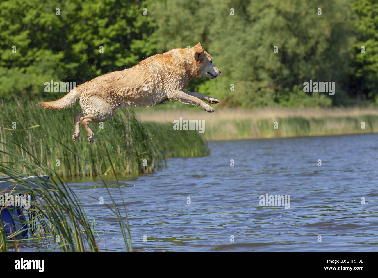 jumping Labrador Retriever Stock Photo