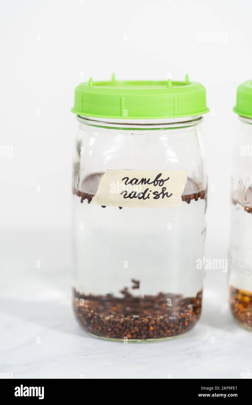 Growing sprouts in a jar Stock Photo Alamy