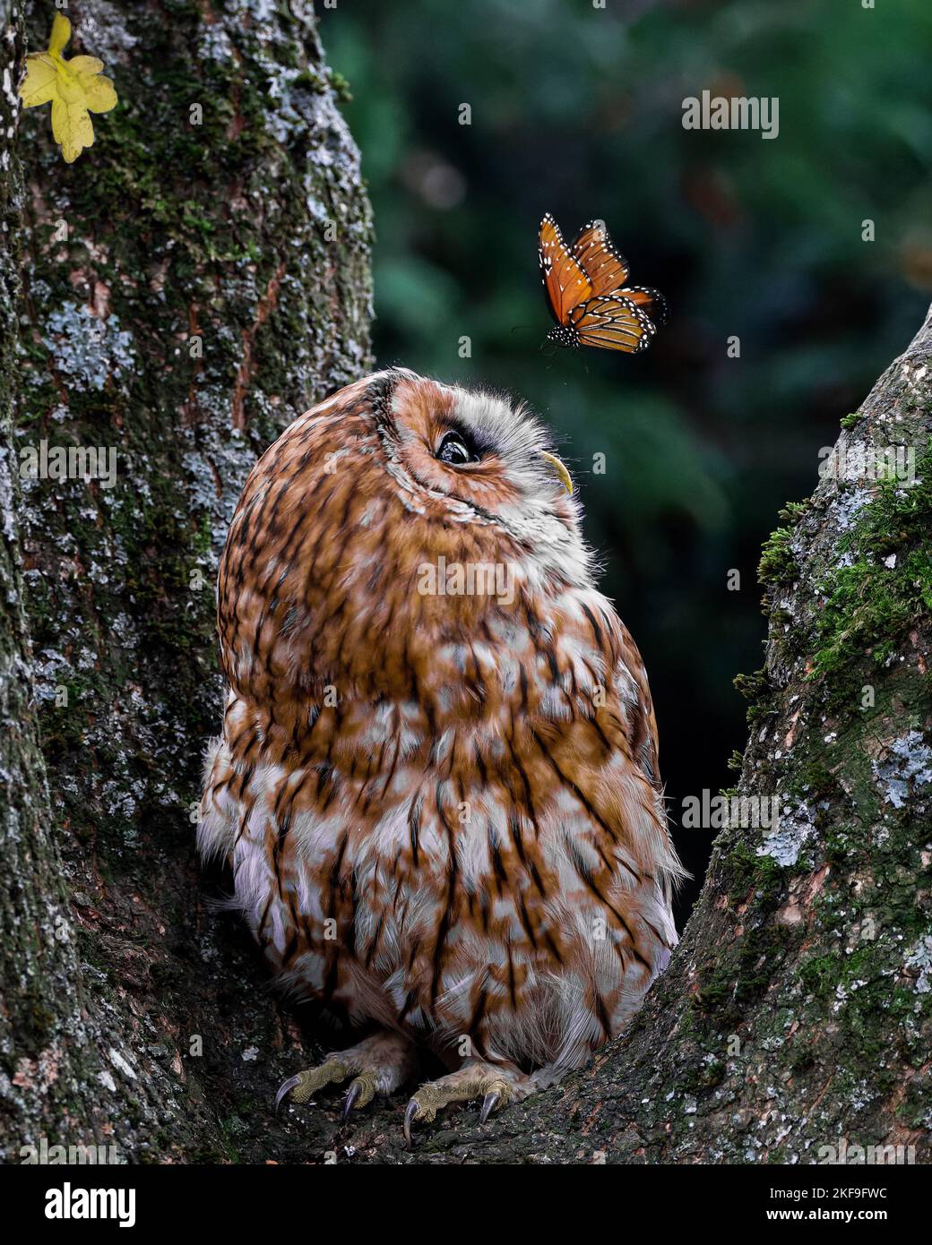 THE MAGICAL moment a painted lady butterfly perched on top of a tawny owl's head has been captured in Lingfield, England. Stock Photo