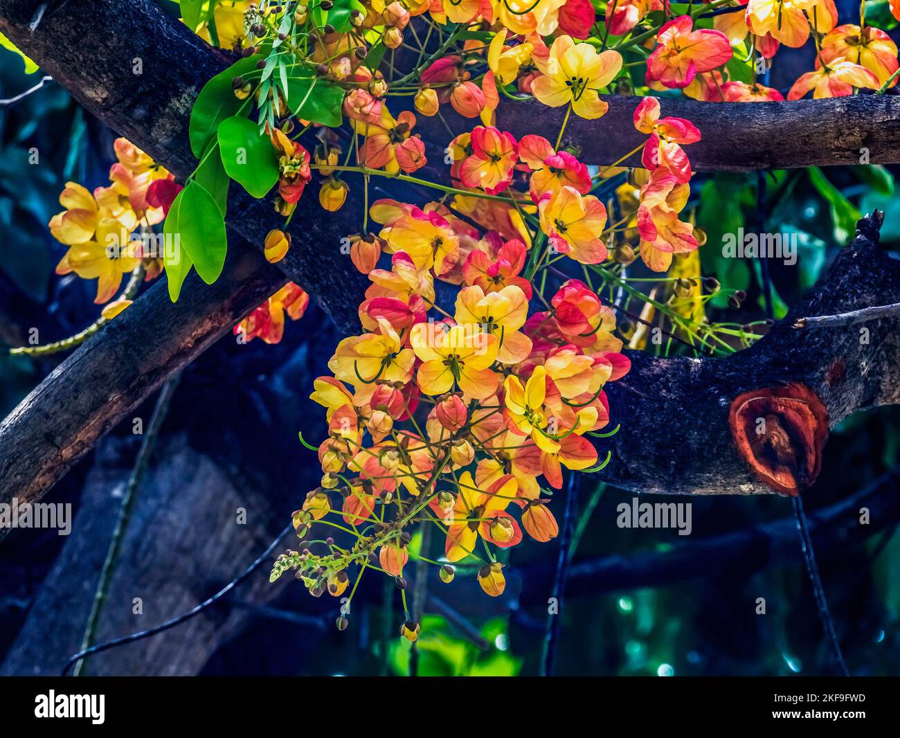 Colorful Yellow Pink Cassia Rainbow Shower Flowers Tree Oahu North