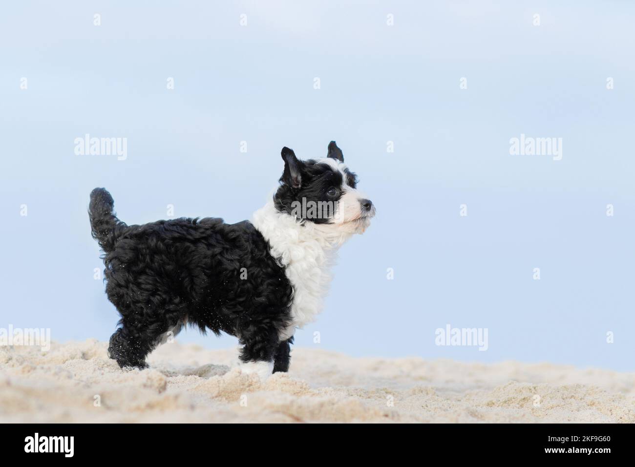Chinese Crested Powderpuff Stock Photo Alamy
