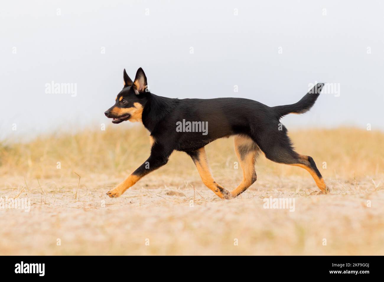 young Australian Kelpie Stock Photo Alamy