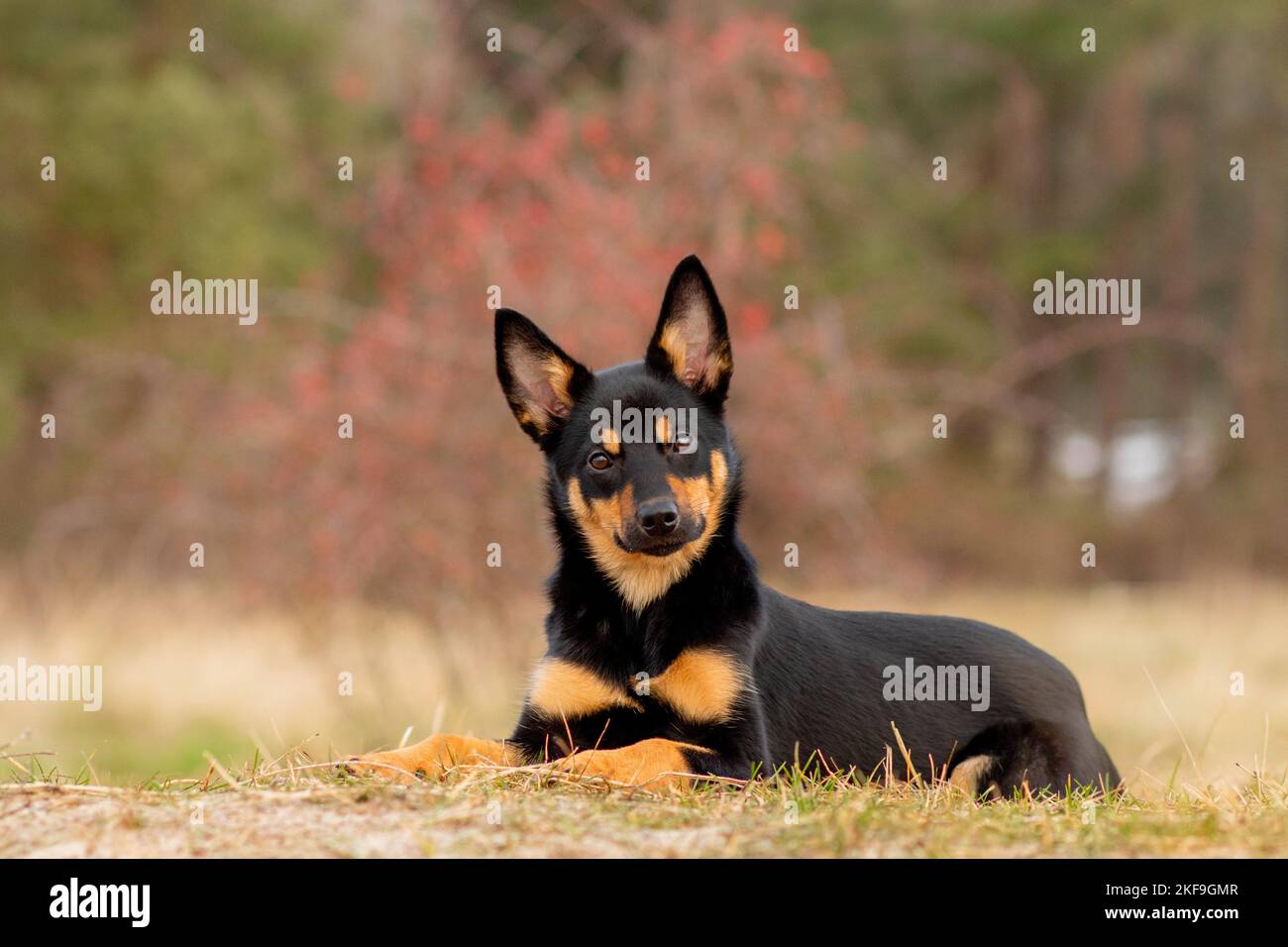 young Australian Kelpie Stock Photo Alamy