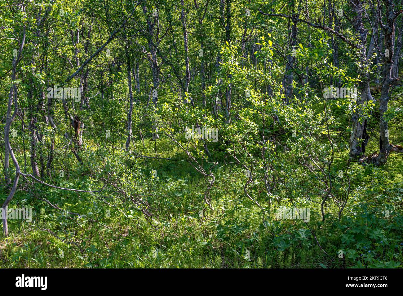 Lush green forest lot hi-res stock photography and images - Alamy